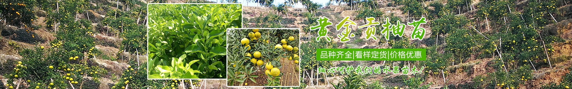 洪江市誠興水果苗木